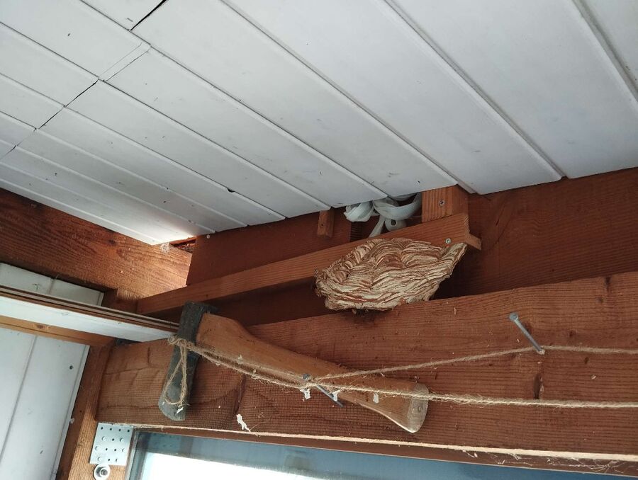 Relocate bees & remove bee nest