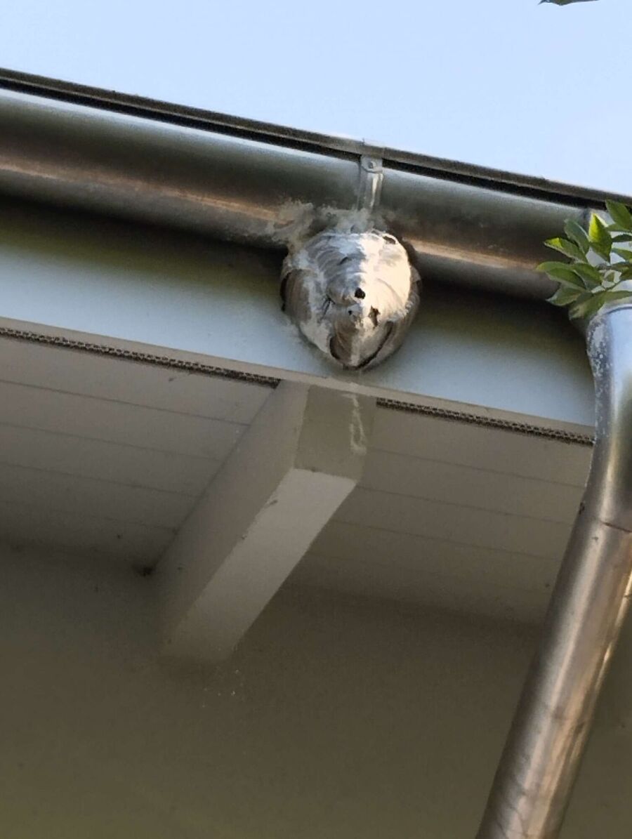 Bee nest at the house remove