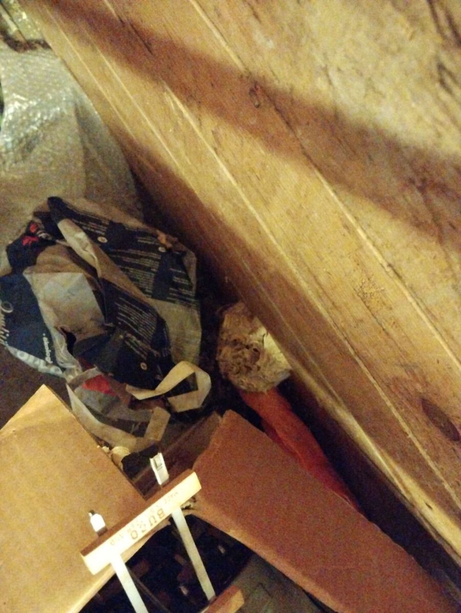 Relocate bees & remove bee nest