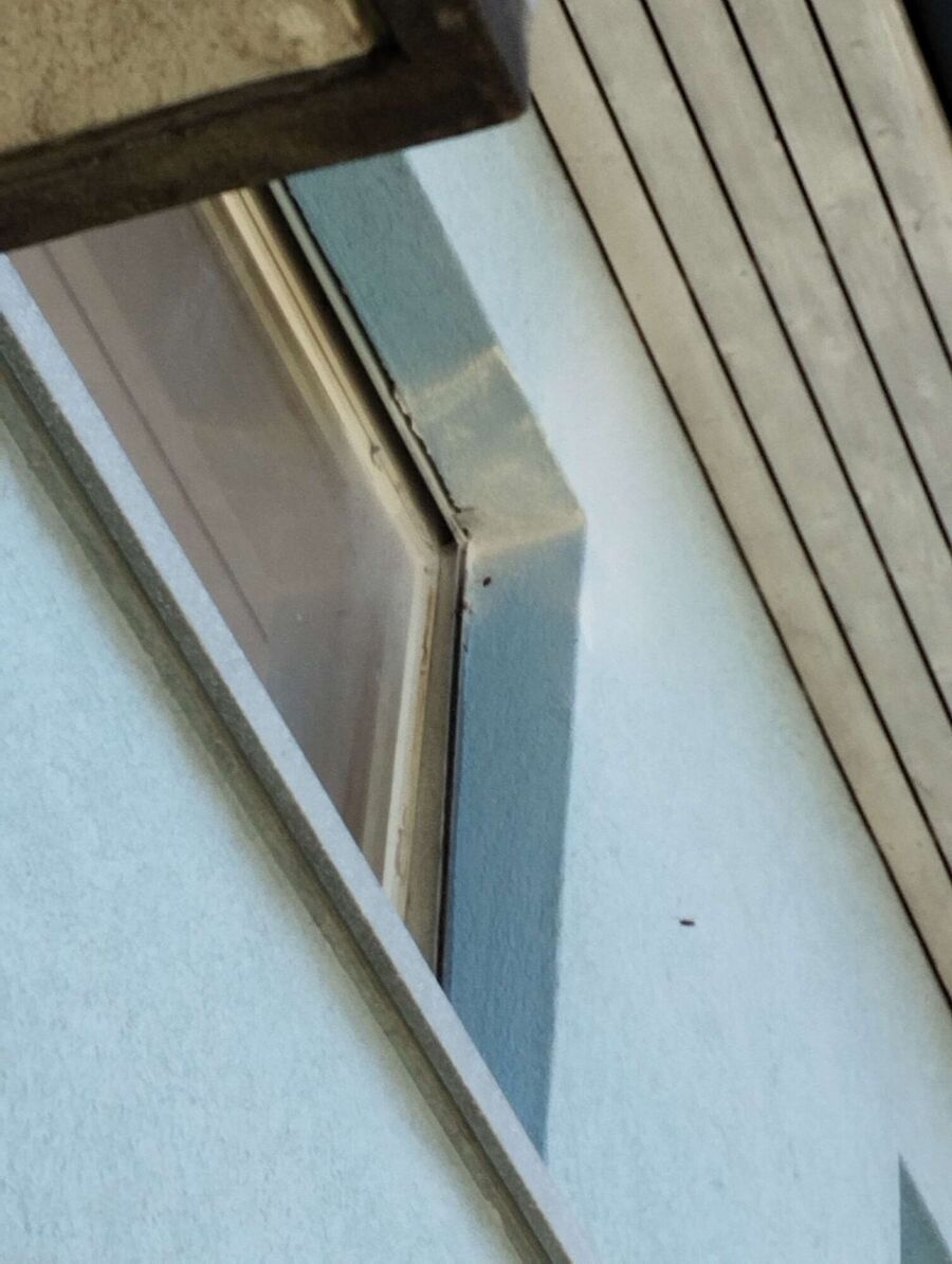 Relocate bees & remove bee nest