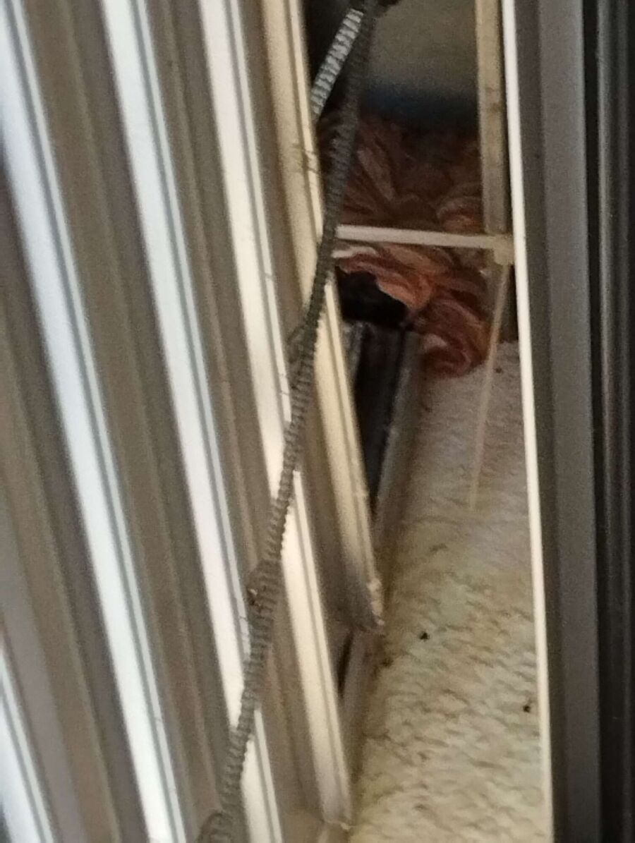 Bee nest at the house remove