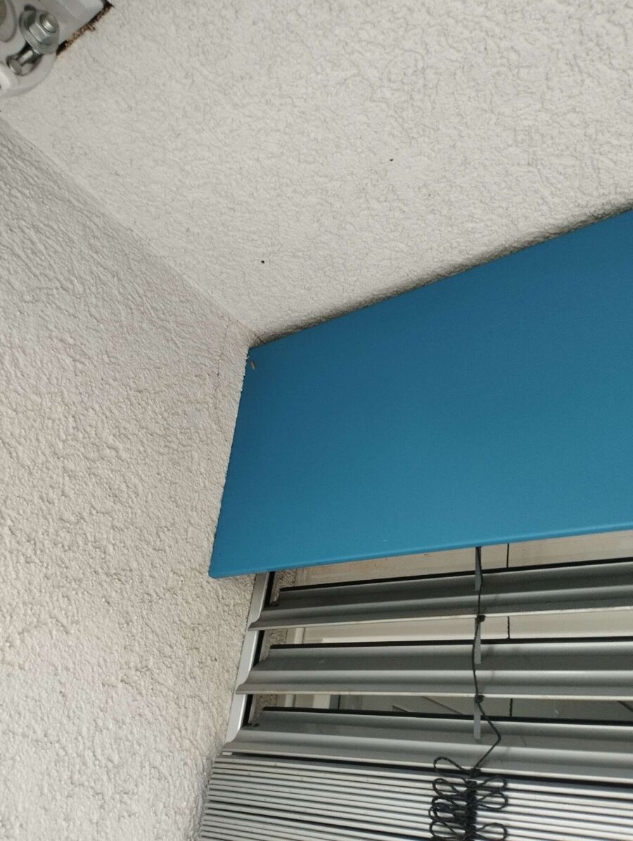 Relocate bees & remove bee nest