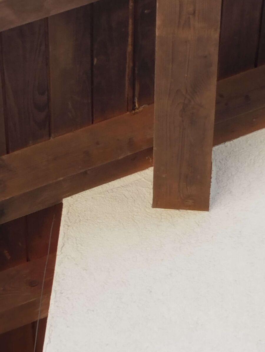 Relocate bees & remove bee nest