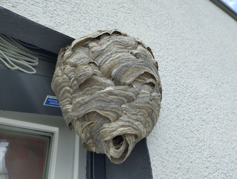 Bee nest at the house remove