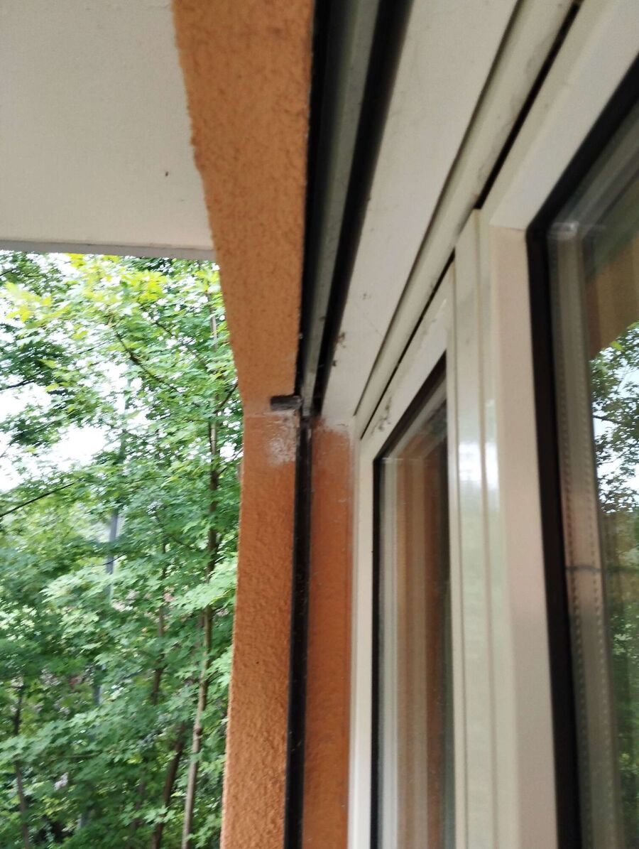 Relocate bees & remove bee nest