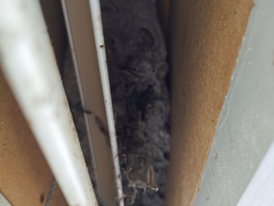 Bee nest at the house remove