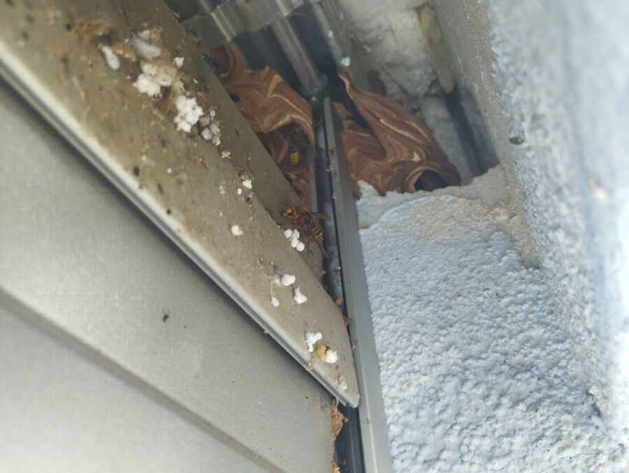 Bee nest at the house remove