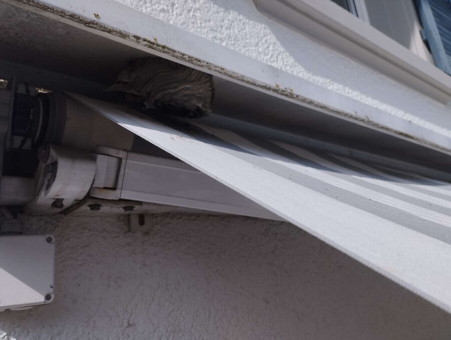 Bee nest at the house remove