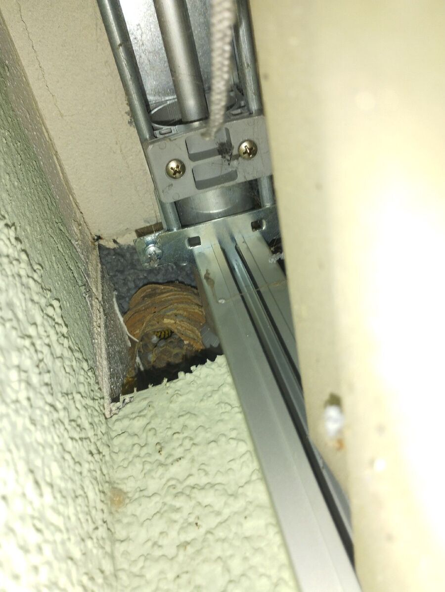 Relocate bees & remove bee nest