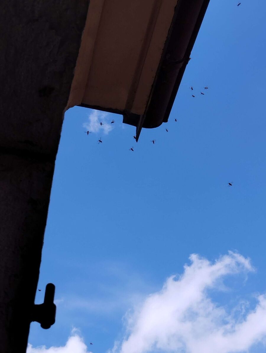 Relocate bees & remove bee nest