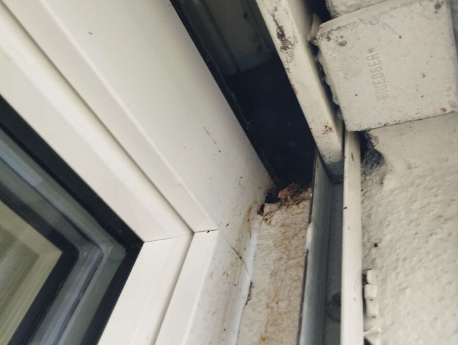 Bee nest at the house remove