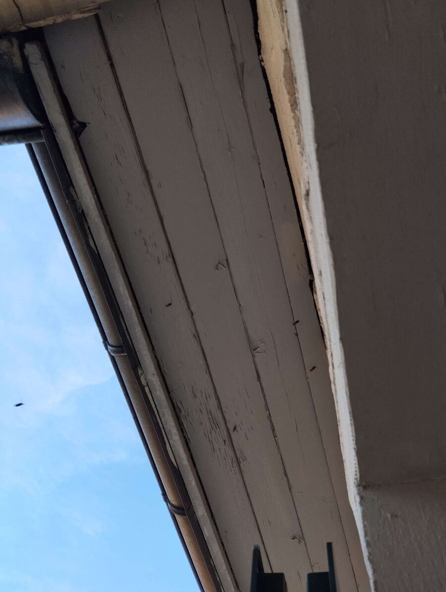 Relocate bees & remove bee nest