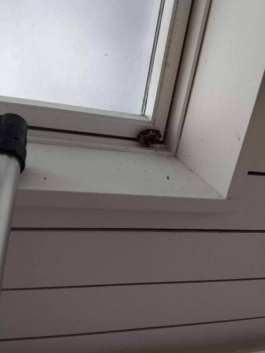 Bee nest at the house remove