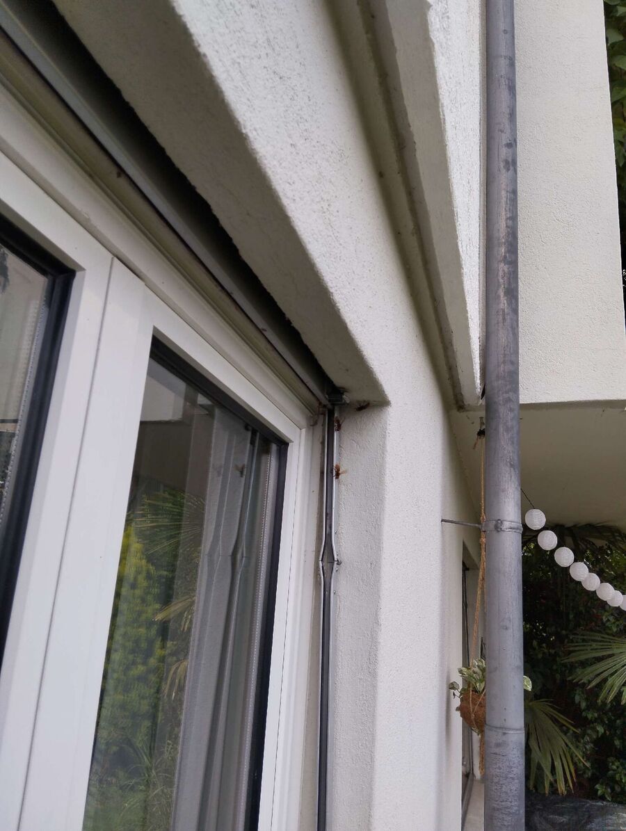 Bee nest at the house remove