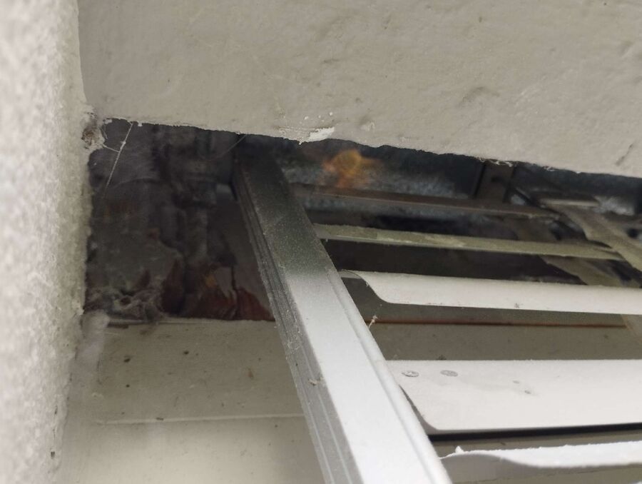 Relocate bees & remove bee nest