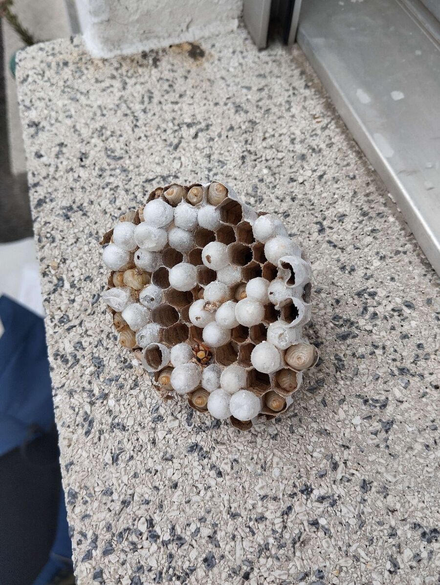 Relocate bees & remove bee nest