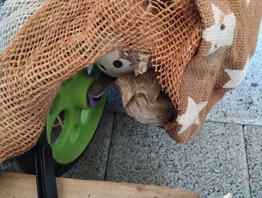 Relocate bees & remove bee nest