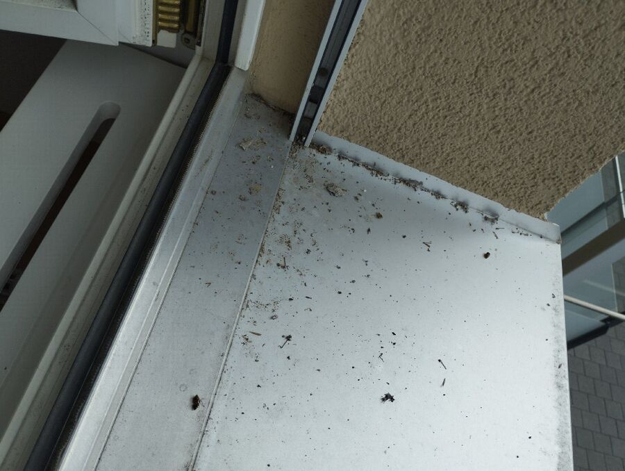 Bee nest at the house remove