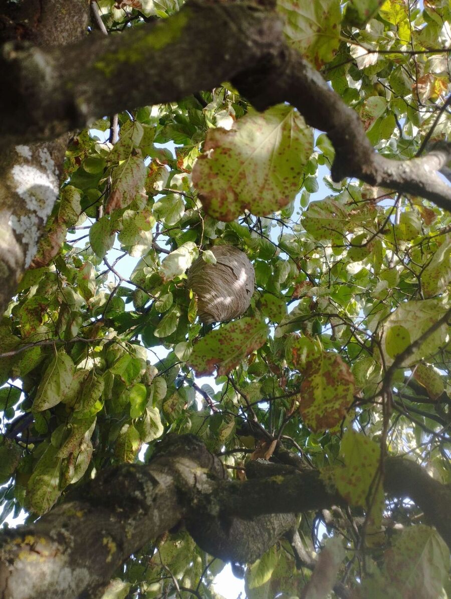 Bee nest at the house remove