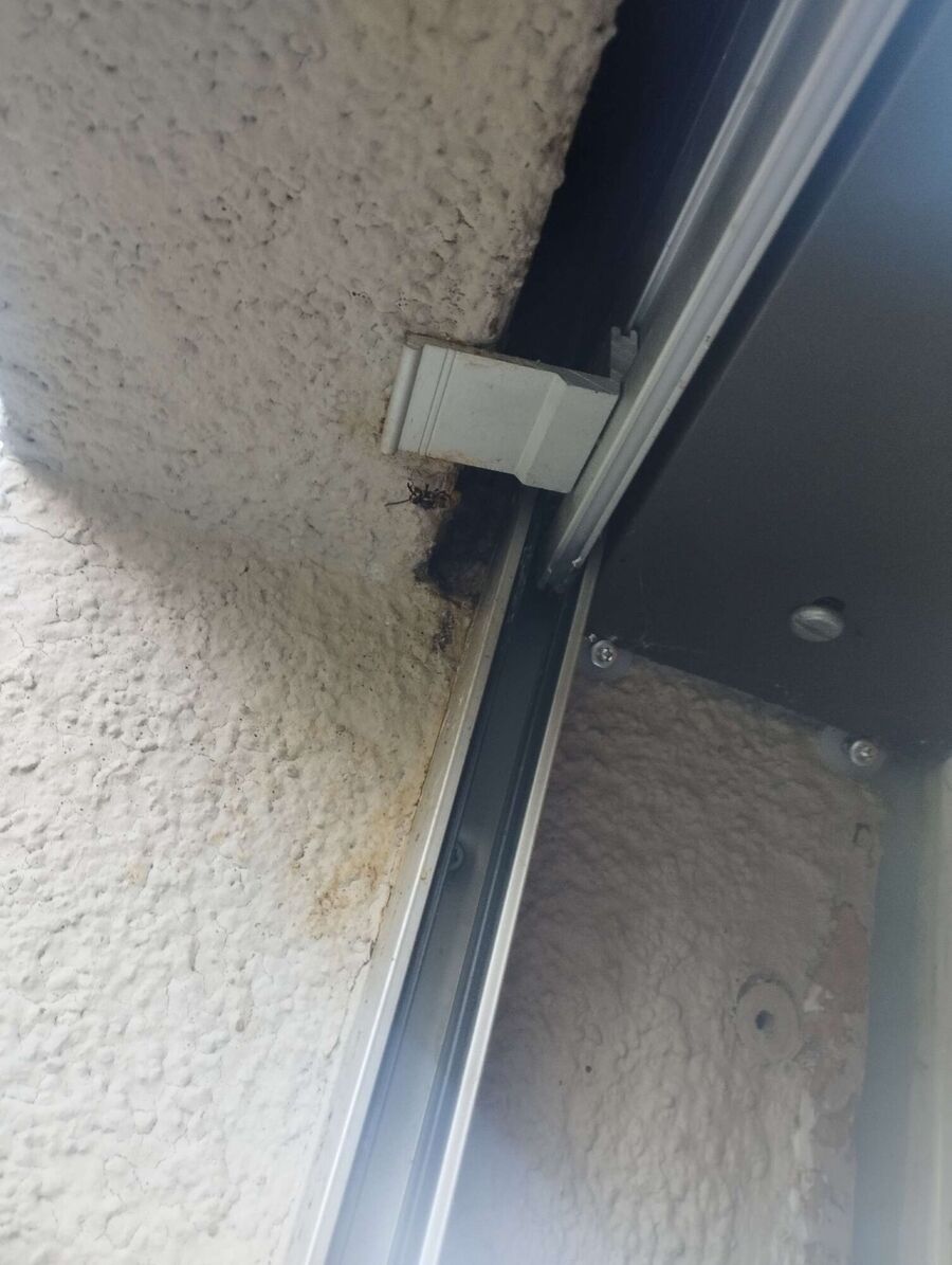 Bee nest at the house remove