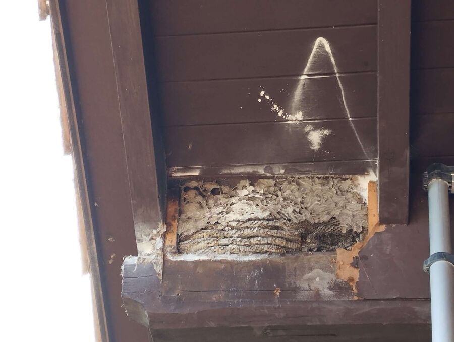 Bee nest at the house remove