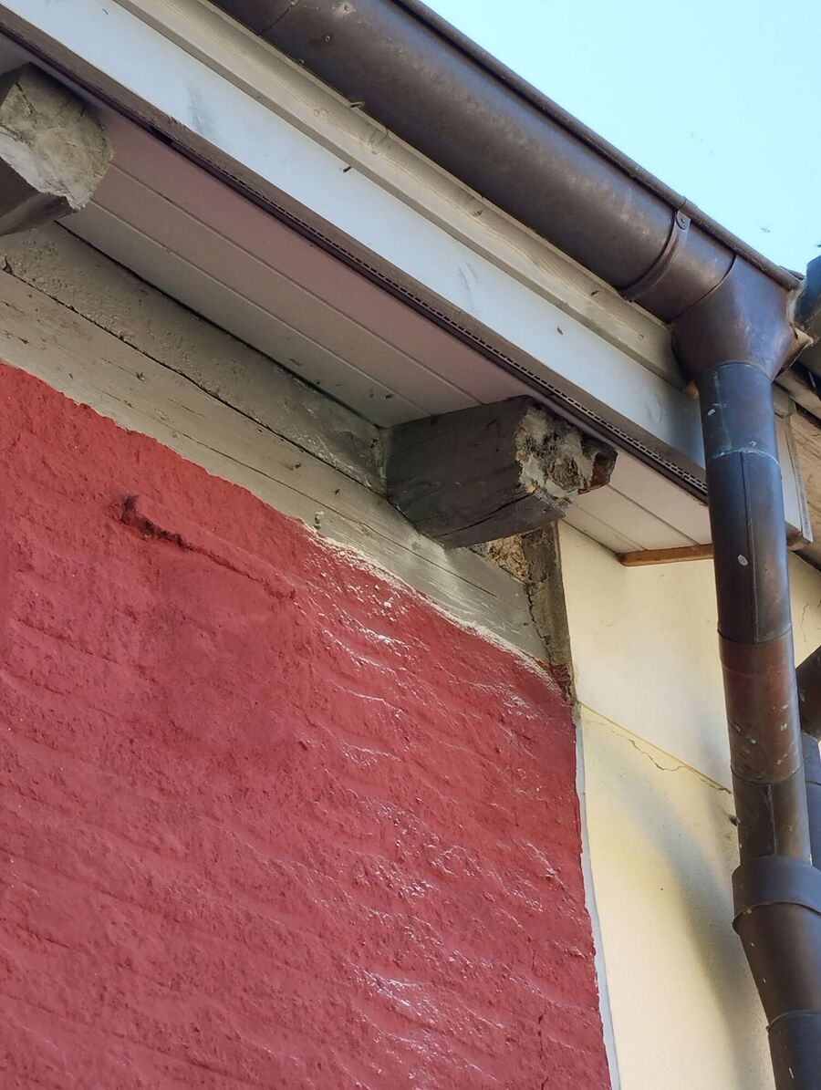 Relocate bees & remove bee nest