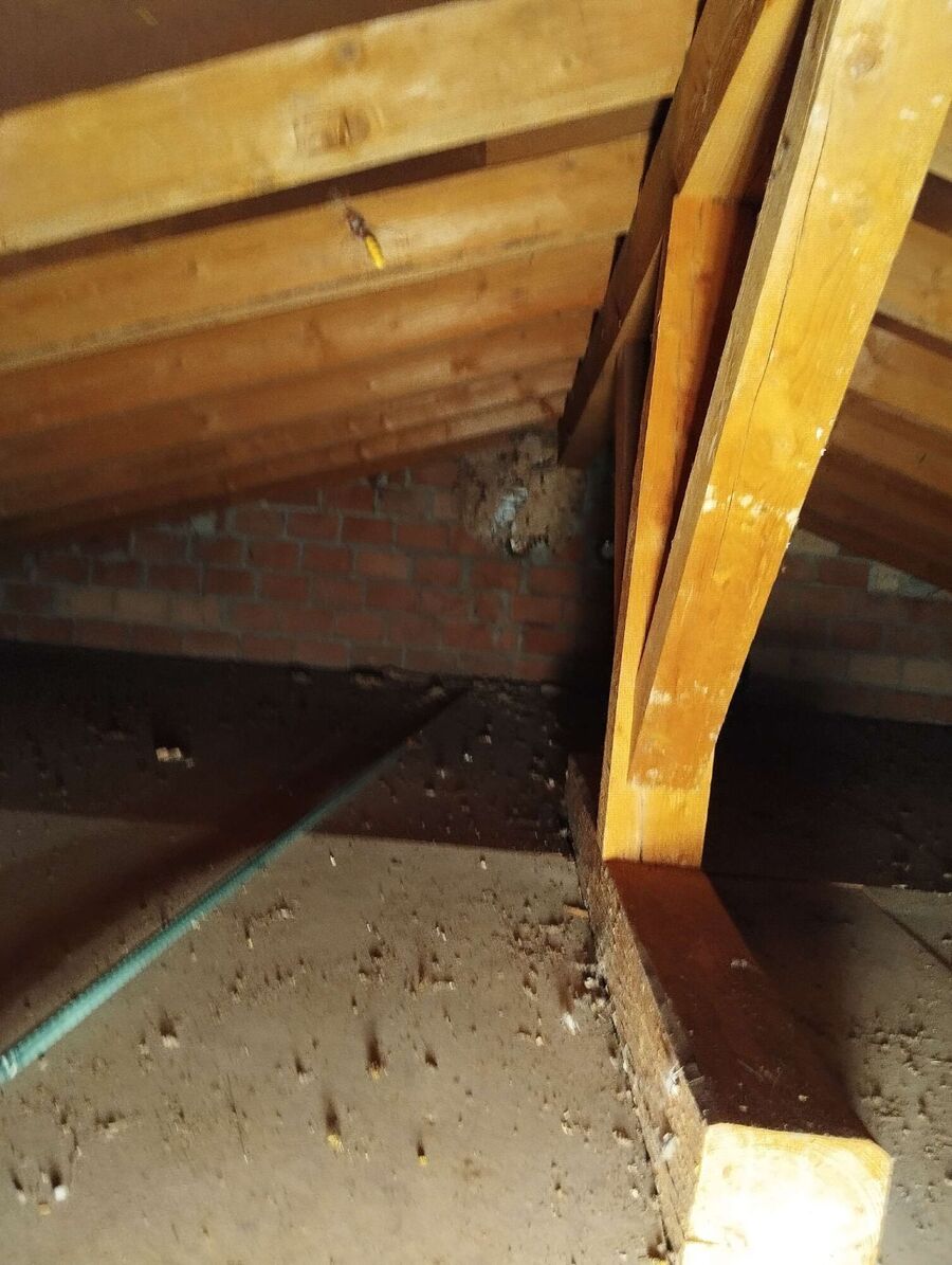 Relocate bees & remove bee nest