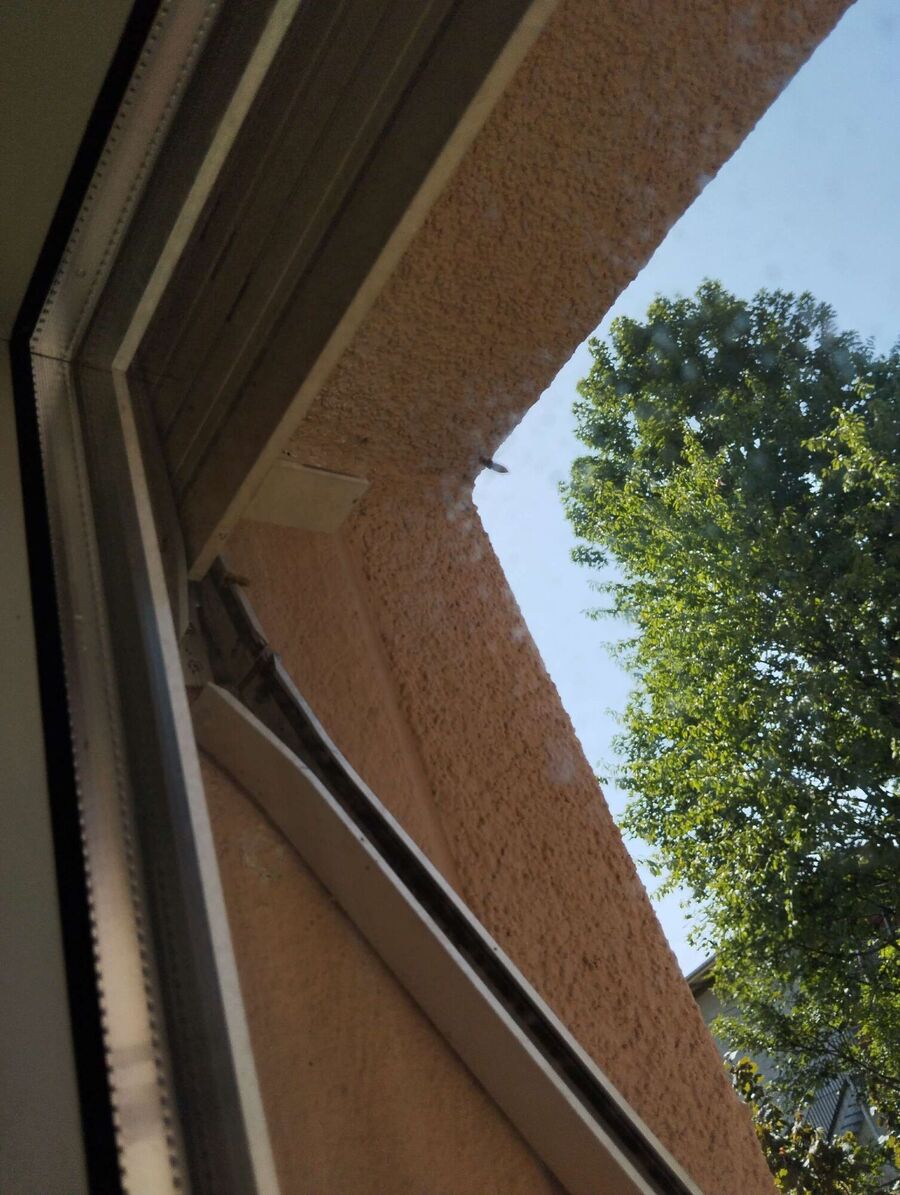 Bee nest at the house remove