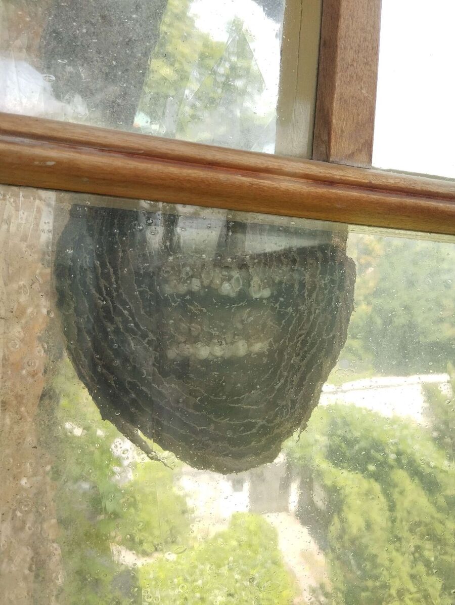 Bee nest at the house remove