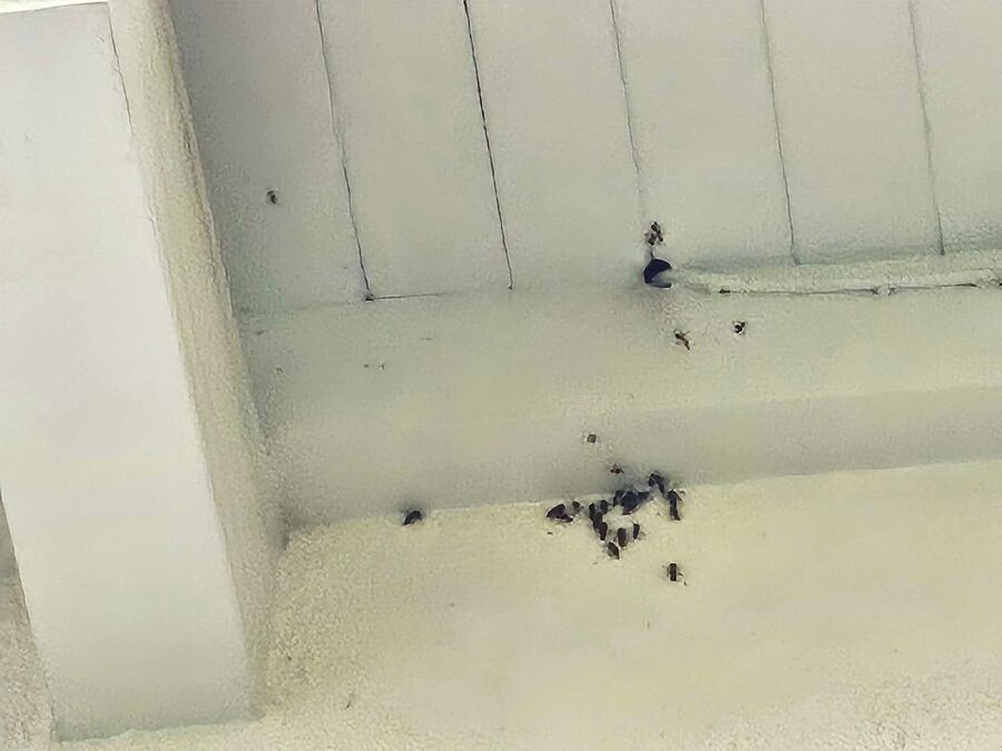 Bee nest at the house remove