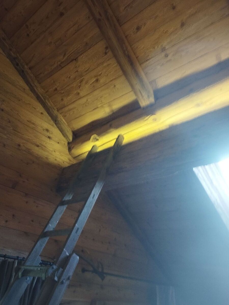 Relocate bees & remove bee nest