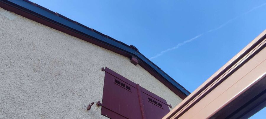 Relocate bees & remove bee nest