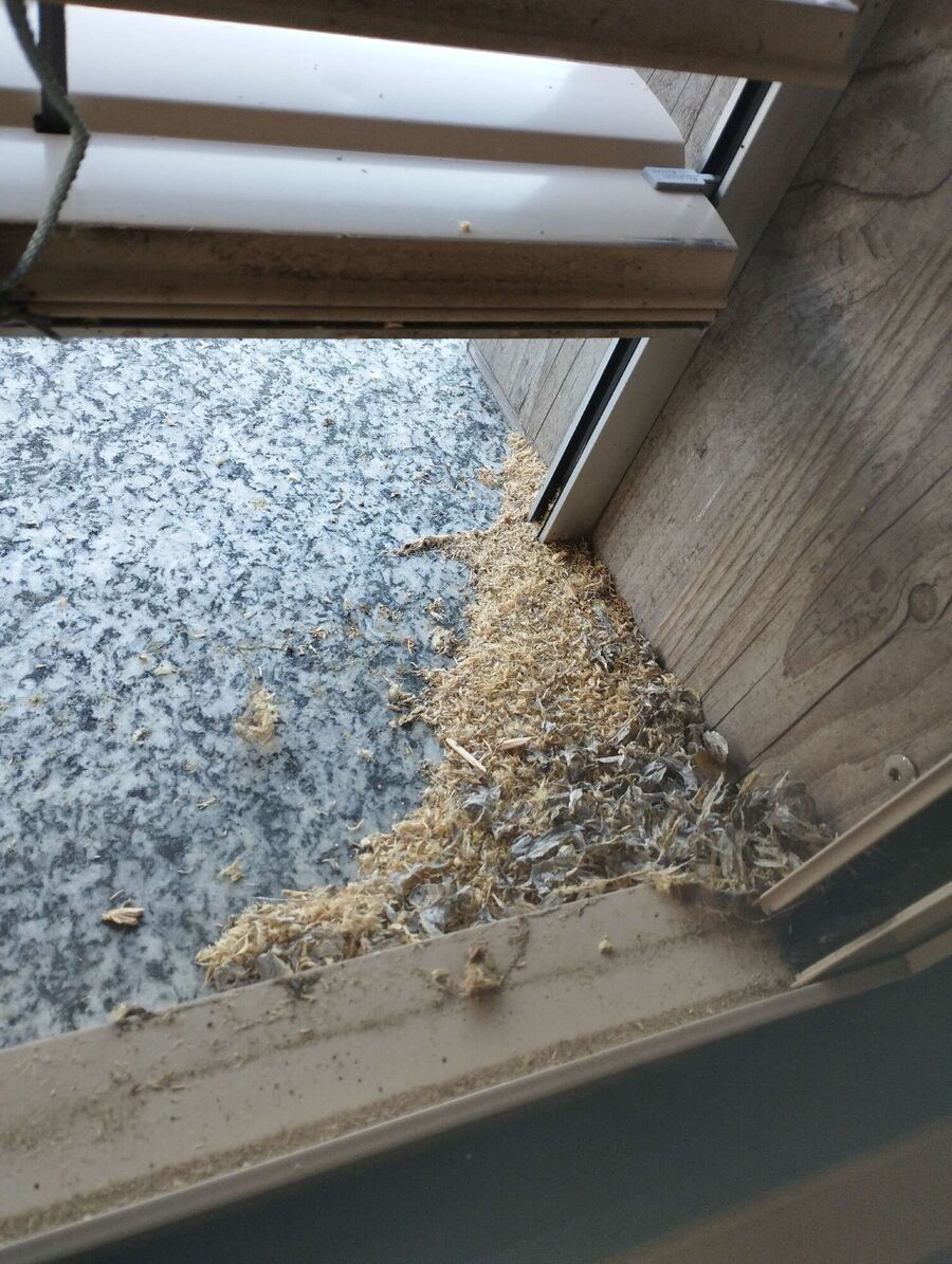 Remove bee nest