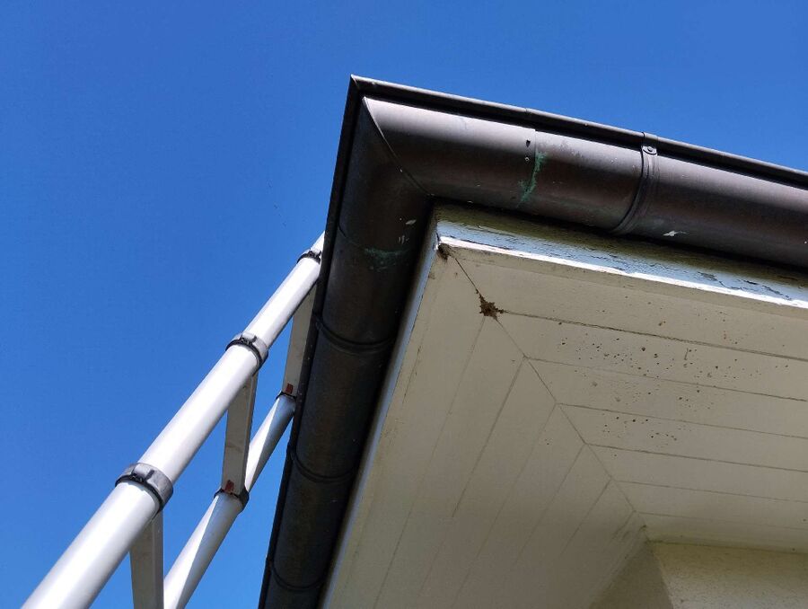 Relocate bees & remove bee nest