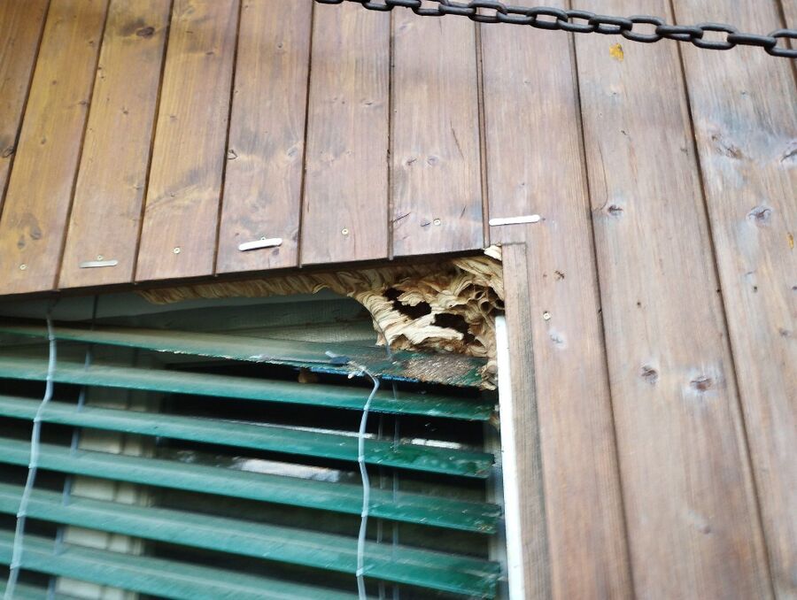 Relocate bees & remove bee nest