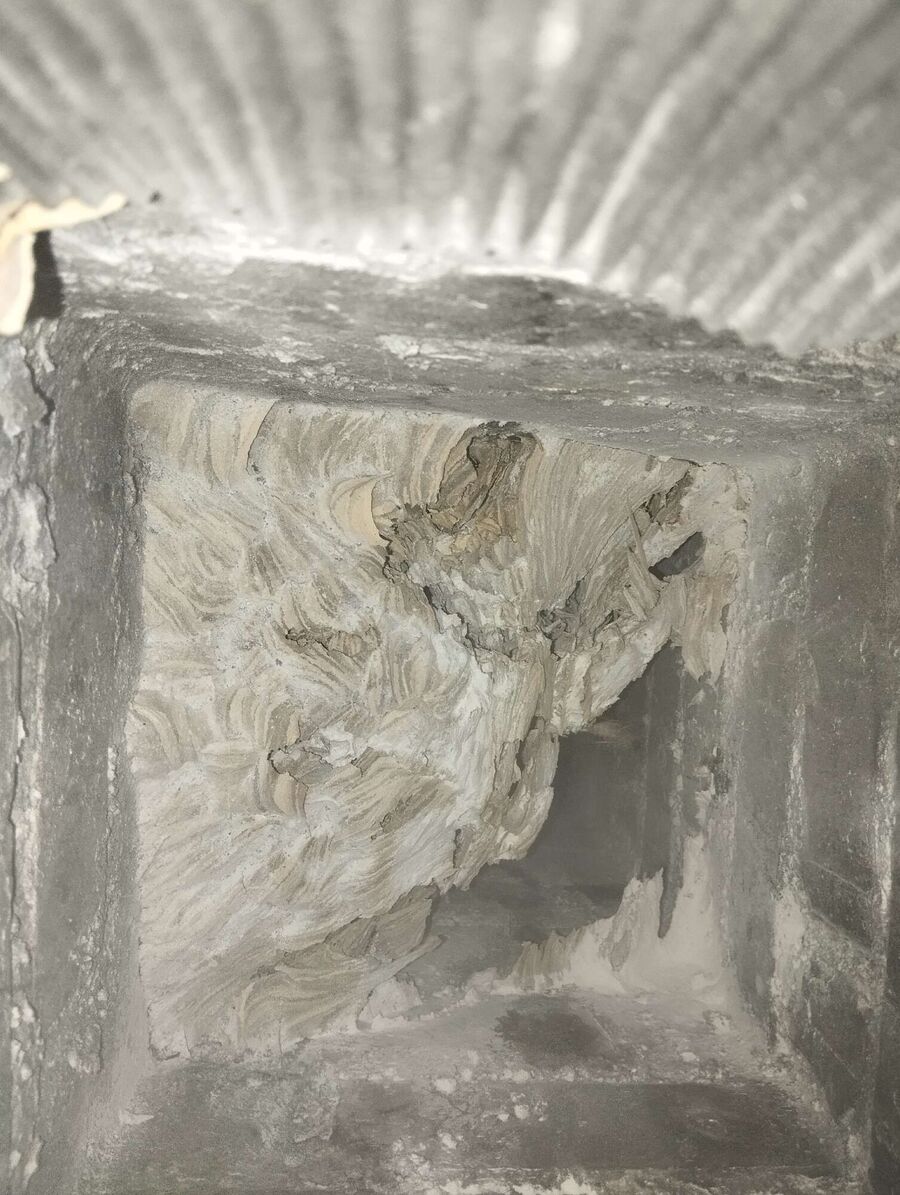 Relocate bees & remove bee nest