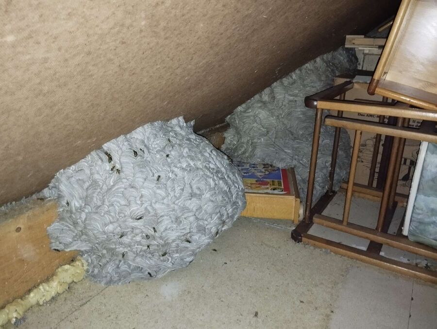 Bee nest at the house remove