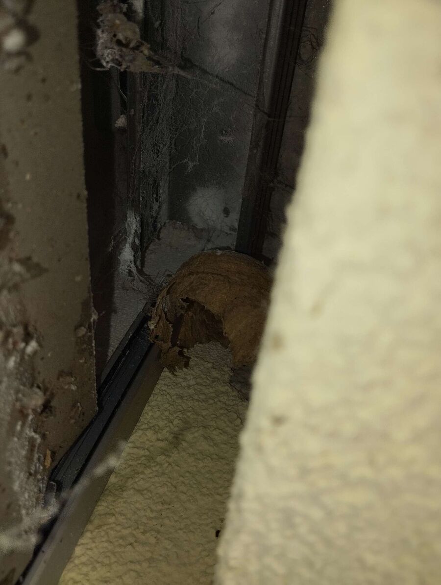 Bee nest at the house remove