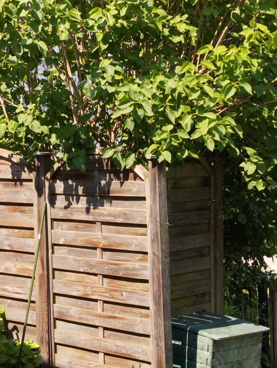 Bee nest at the house remove