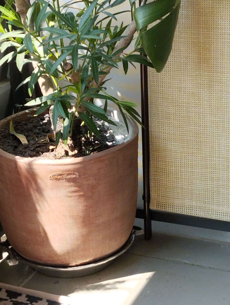 Bee nest at the house remove