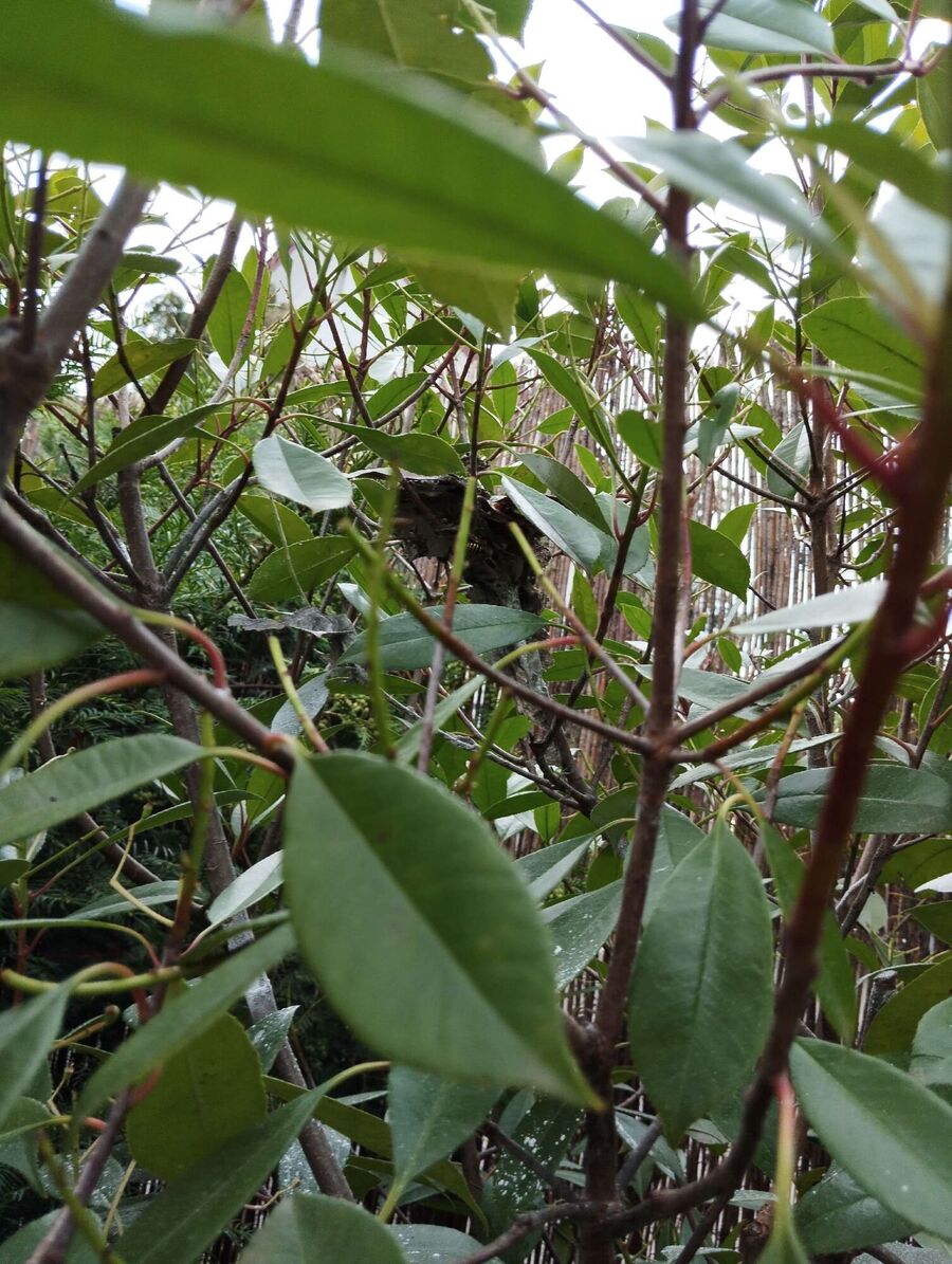 Bee nest at the house remove