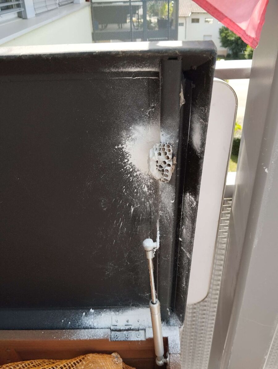 Bee nest at the house remove