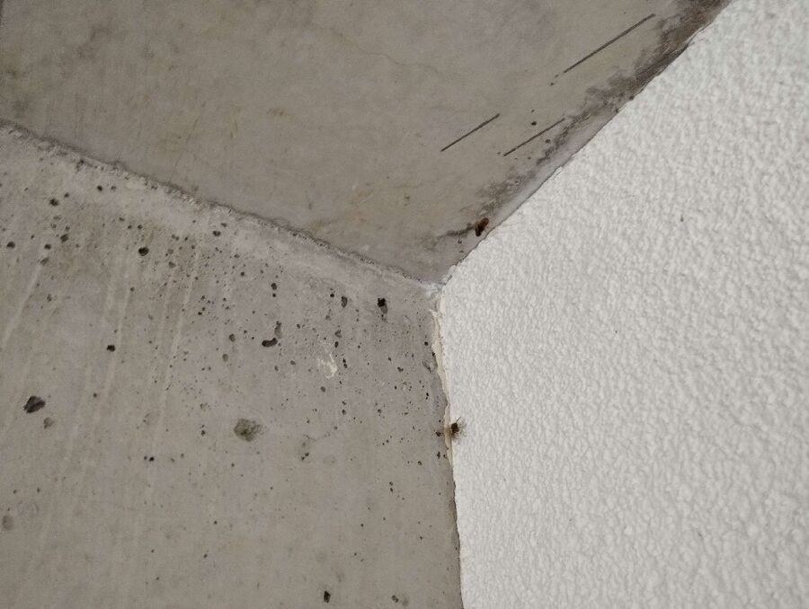 Bee nest at the house remove