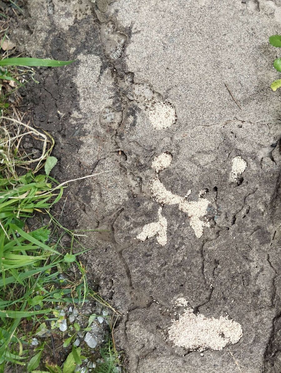 Relocate bees & remove bee nest