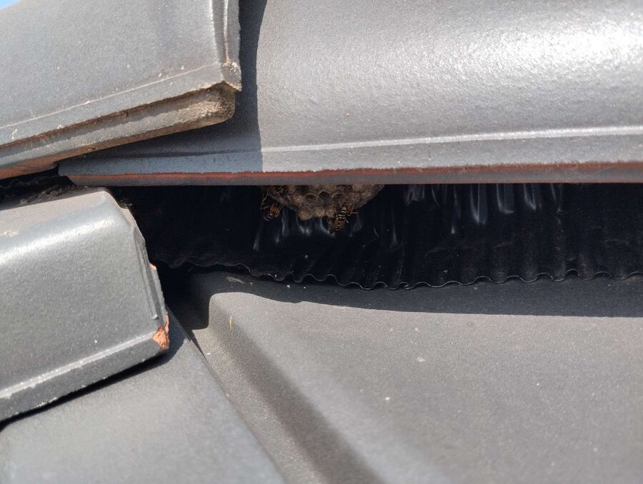 Bee nest at the house remove