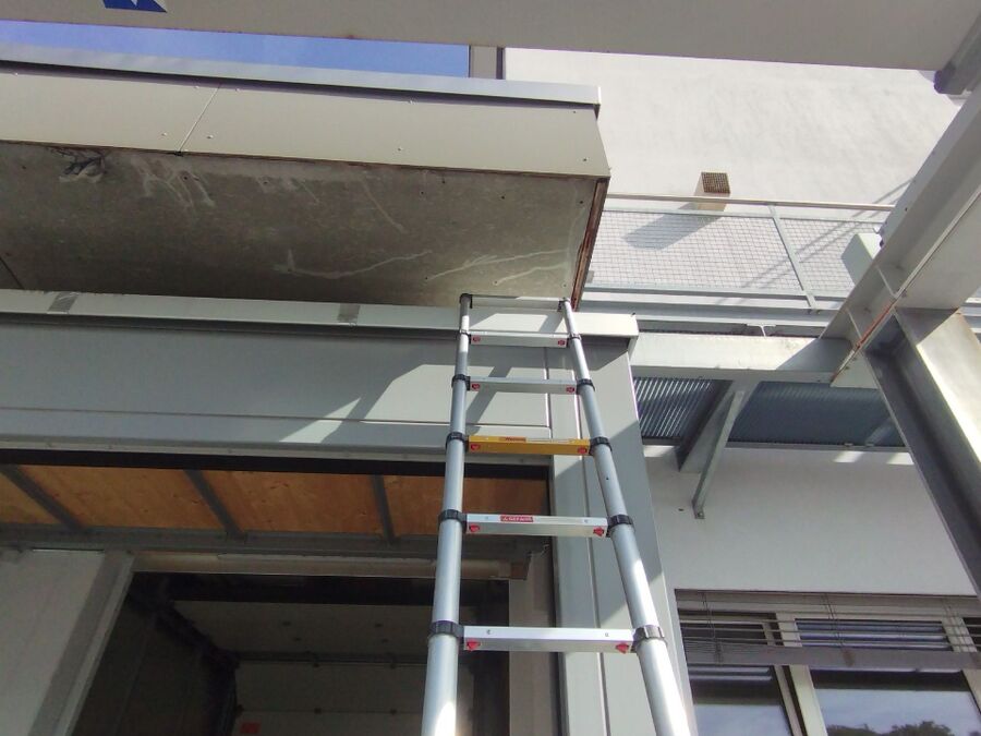 Relocate bees & remove bee nest