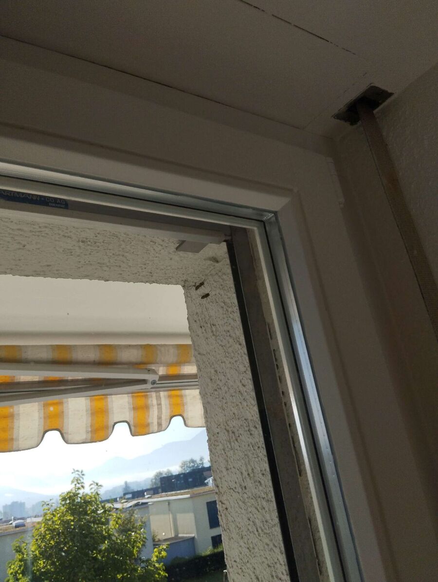 Remove bee nest