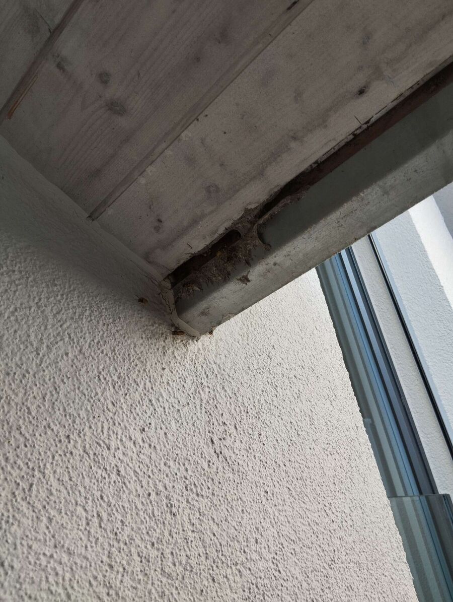 Bee nest at the house remove