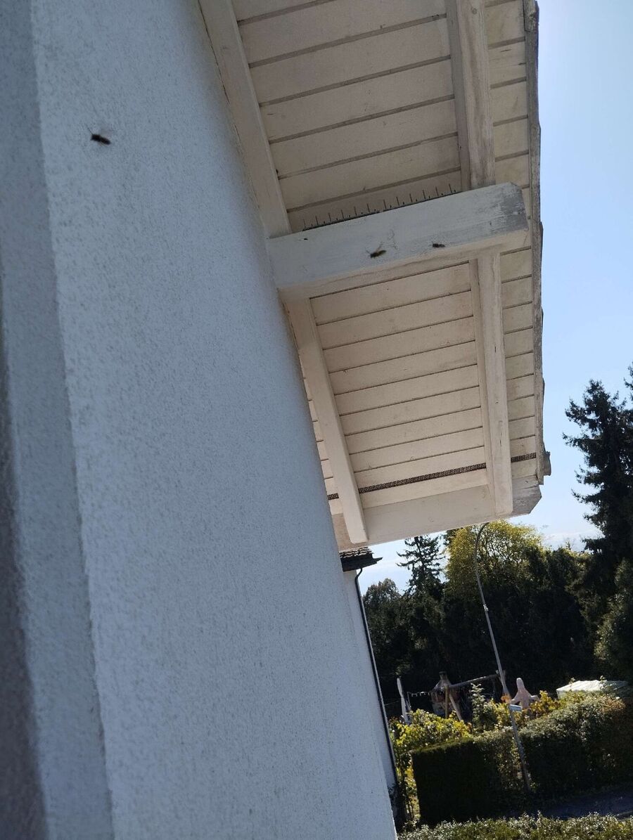 Relocate bees & remove bee nest