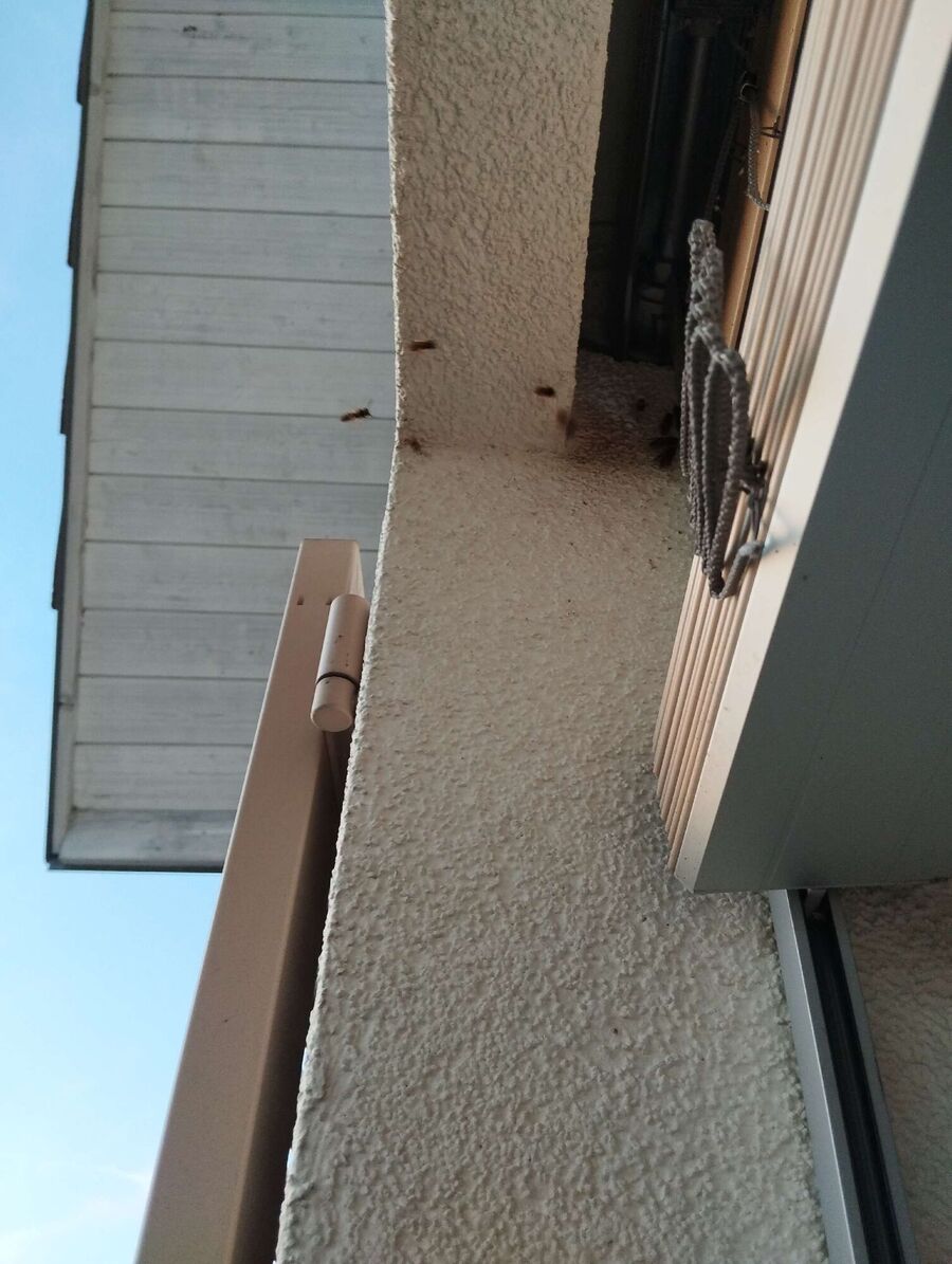 Relocate bees & remove bee nest